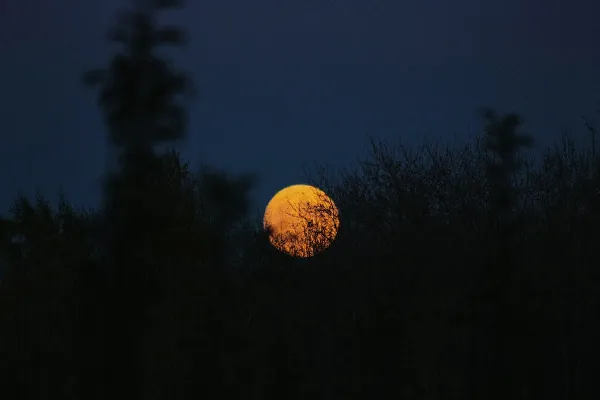 A gold-coloured full moon rising behind the blurry silhouette of trees.