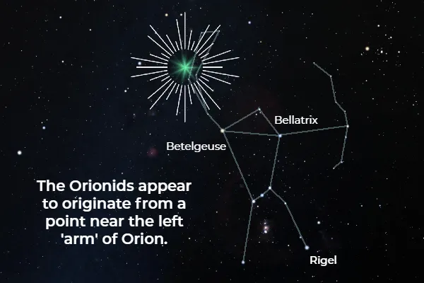 A graphic showing the Orion constellation, with the Betelgeuse, Bellatrix and Rigel stars labelled. A large blue star with radiant lines shining from it is positioned near the top of the constellation. Text on the left reads “The Orionids appear to originate from a point near the left ‘arm’ of Orion”.